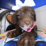 Tara Labradoodle 04