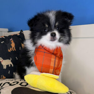 Tazir Pomeranian 01 Tazir Pomeranian 01