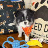 Tazir Pomeranian 02