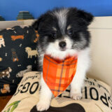 Tazir Pomeranian 03
