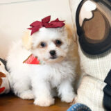 Thandie Teddy Bear 02