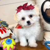 Thandie Teddy Bear 03