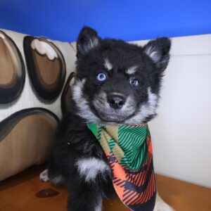 Whiskey Pomsky 01 Whiskey Pomsky 01