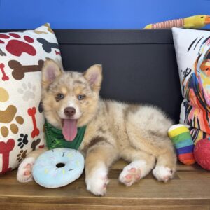 Yawn Pomsky 01 Yawn Pomsky 01
