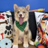 Yawn Pomsky 02