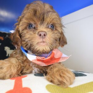 Yogi Shihpoo 01 Yogi Shihpoo 01