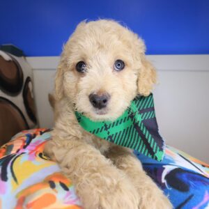 Zing Goldendoodle 01 Zing Goldendoodle 01