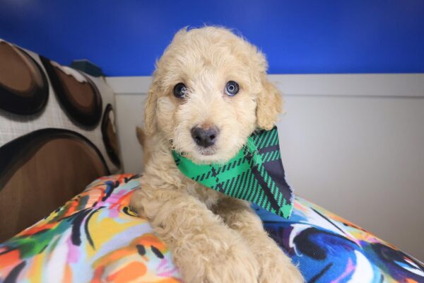 Zing Goldendoodle 01