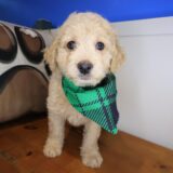 Zing Goldendoodle 02