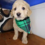 Zing Goldendoodle 04