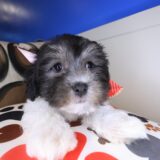 Alice Havanese 03