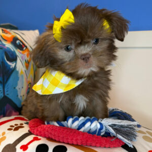 Acacia Shih Tzu 01 Acacia Shih Tzu 01