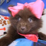 Aim&eacute;e Pomeranian 1