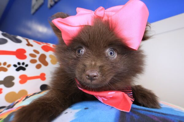 Aim&eacute;e Pomeranian 1