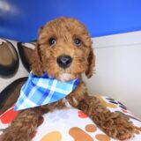 Alaska Poodle 01