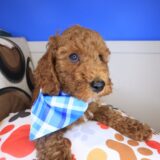 Alaska Poodle 03
