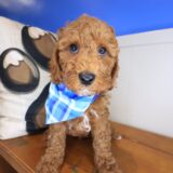Alaska Poodle 04
