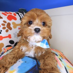 Albert Cavapoo 1 Albert Cavapoo 1