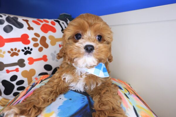 Albert Cavapoo 1