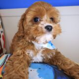 Albert Cavapoo 3