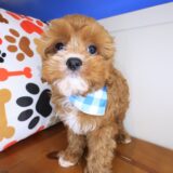 Albert Cavapoo 4