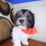 Alice Havanese 04