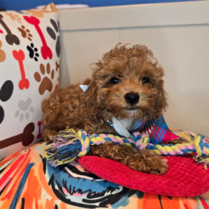 Allen Poodle 01 Allen Poodle 01