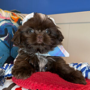 Aphrodite Shih Tzu 01 Aphrodite Shih Tzu 01