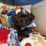 Aphrodite Shih Tzu 03