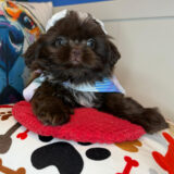 Aphrodite Shih Tzu 04