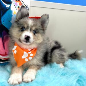 Arctic Pomsky 01 Arctic Pomsky 01