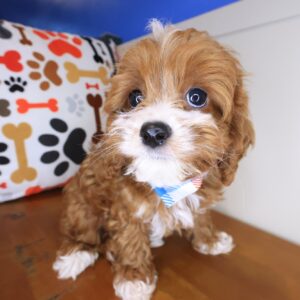 Asha Cavapoo 1 Asha Cavapoo 1