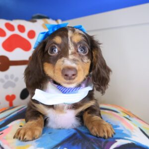 Athena Dachshund 01 Athena Dachshund 01