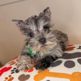 Attila Schnauzer 01