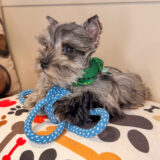 Attila Schnauzer 03