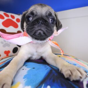 Ava Pug 01 Ava Pug 01