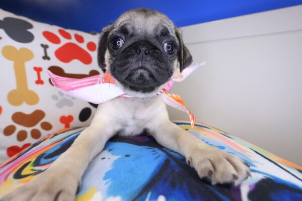 Ava Pug 01