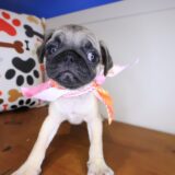 Ava Pug 02