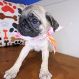 Ava Pug 04