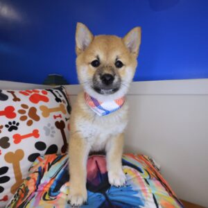 Balthazar Shiba Inu 1 Balthazar Shiba Inu 1