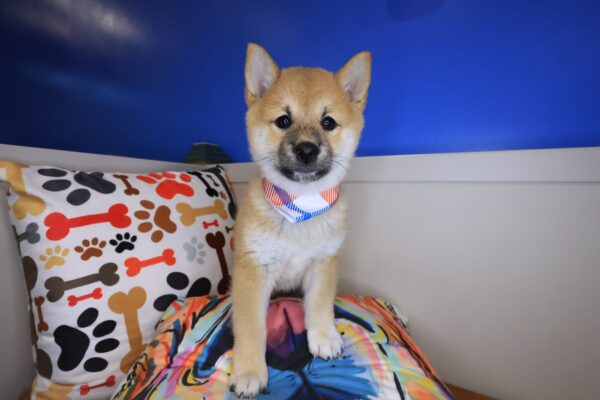 Balthazar Shiba Inu 1