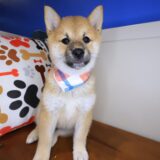 Balthazar Shiba Inu 3