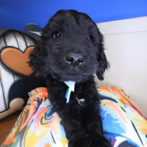 Baltic Goldendoodle 01 Baltic Goldendoodle 01