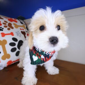 Benjamin Maltipoo 1 Benjamin Maltipoo 1
