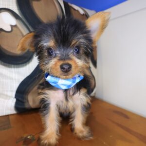 Bessie Yorkshire Terrier 01 Bessie Yorkshire Terrier 01