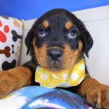 Blink Rottweiler 01