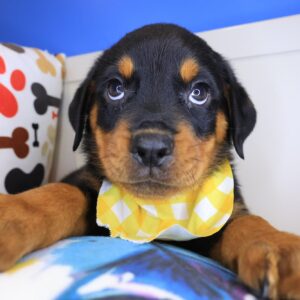 Blink Rottweiler 01