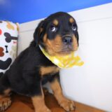 Blink Rottweiler 02