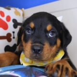 Blink Rottweiler 04
