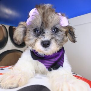 Bliss Shihpoo 01 Bliss Shihpoo 01